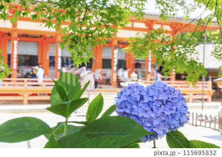 勝尾寺　初夏の新緑と満開のあじさい 115695832