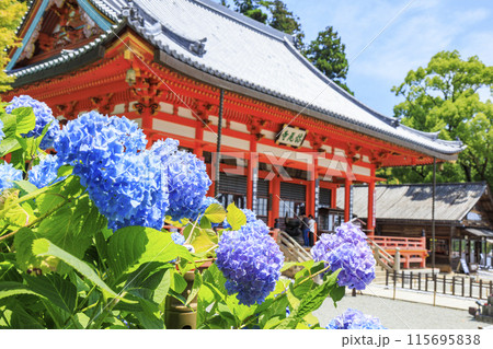 勝尾寺　初夏の新緑と満開のあじさい 115695838