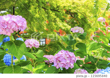 勝尾寺 初夏の新緑と満開のあじさい 勝尾寺 初夏の新緑と満開のあじさい 115695840