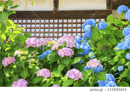 勝尾寺 初夏の新緑と満開のあじさい 勝尾寺 初夏の新緑と満開のあじさい 115695843