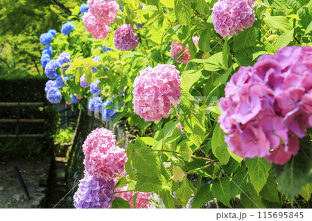 勝尾寺　初夏の新緑と満開のあじさい 115695845
