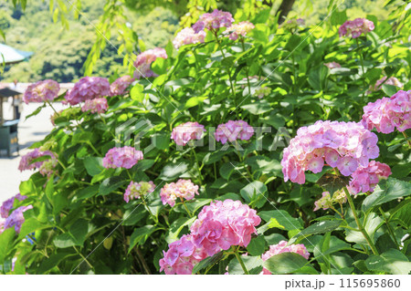勝尾寺　初夏の新緑と満開のあじさい 115695860
