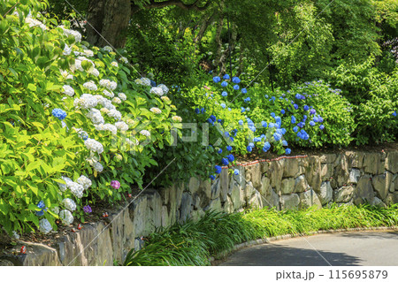 勝尾寺　初夏の新緑と満開のあじさい 115695879
