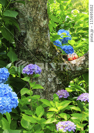 勝尾寺　初夏の新緑と満開のあじさい 115695882