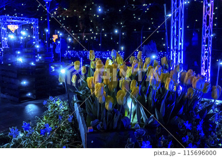 【神奈川県・江ノ島】湘南の宝石イルミネーション・サムエル・コッキング苑のチューリップ 115696000