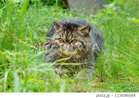 Cute brown striped cat exotic walks on a leash in the park on a summer day. Persian kitten on the green grass on a harness with a leash 115696084