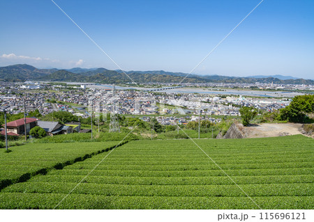 島田市の茶畑の上から眺める、青空と街並み(静岡県) 115696121