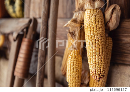 Yellow ripe dried corn cobs seeds decor hanged on wooden wall of old rural countrysdie barn. Rustic country farm interior detail decotation background wallpaper. Organic agriculture farmyard concept 115696127