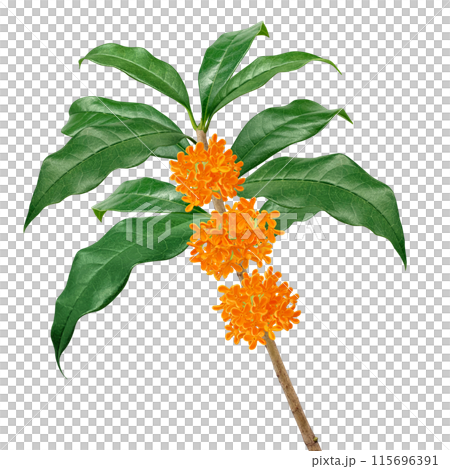 キンモクセイのイラスト リアル 白バック 115696391