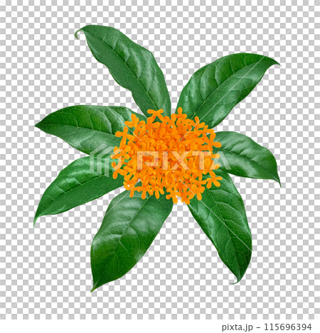 Illustration of sweet osmanthus realistic white background Illustration of sweet osmanthus realistic white background 115696394