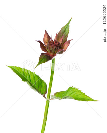 Monarda flower isolated on a white background. Bergamot flower. Oswego tea, scarlet beebalm. 115696524