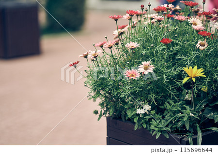 A flowerbed with blooming colorful daisies in the park on a sunny day. With space to copy. High quality photo A flowerbed with blooming colorful daisies in the park on a sunny day. With space to copy. High quality photo 115696644