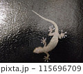 夜のガラスに張り付くヤモリの近接写真 115696709