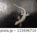 夜のガラスに張り付くヤモリの近接写真 115696710