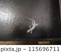 夜のガラスに張り付くヤモリの近接写真 115696711