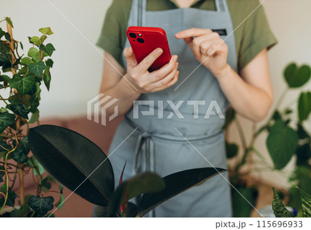Woman photographing potted plants with smart phone at home. Female blogger filming with smartphone camera for pictures on social networks. Hobby. 115696933