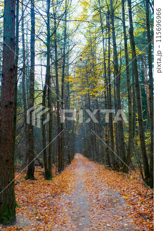 Sunny alley with maples in the autumn park. 115696966