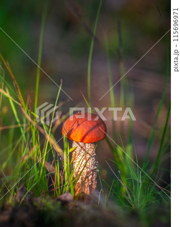 Small beautiful red aspen mushroom close-up. Edible mushrooms. 115696971