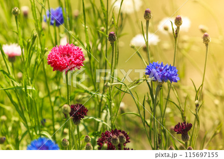Cornflowers in the garden 115697155