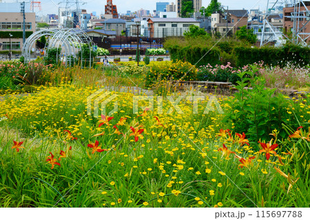 宮前公園　カラフルなガーデン　ヘメロカリス　ダイヤーズカモミールなど 115697788