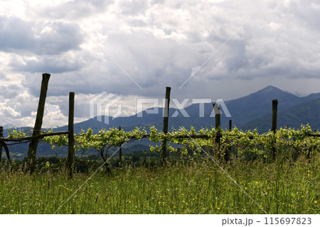 Close view of a vineyeard during a golden hour sunrise with palm trees and mountain on background 115697823