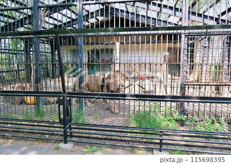 おびひろ動物園 ライオン舎の光景 おびひろ動物園 ライオン舎の光景 115698395