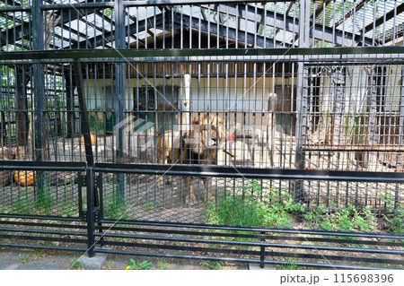 おびひろ動物園 ライオン舎の光景 おびひろ動物園 ライオン舎の光景 115698396