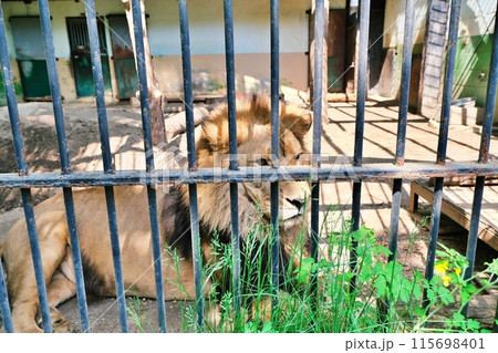 おびひろ動物園　ライオン舎の光景 115698401