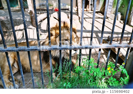 おびひろ動物園　ライオン舎の光景 115698402