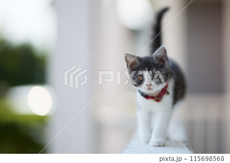 歩く仔猫 115698568