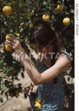 A woman peacefully picks fruits from a tree in an orchard on a sunny day, surrounded by greenery 115698739