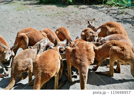 アカカンガルー　(おびひろ動物園 カンガルー舎) 115698957