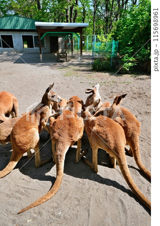 アカカンガルー　(おびひろ動物園 カンガルー舎) 115698961