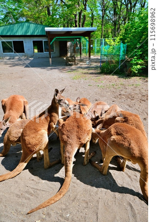 アカカンガルー　(おびひろ動物園 カンガルー舎) 115698962