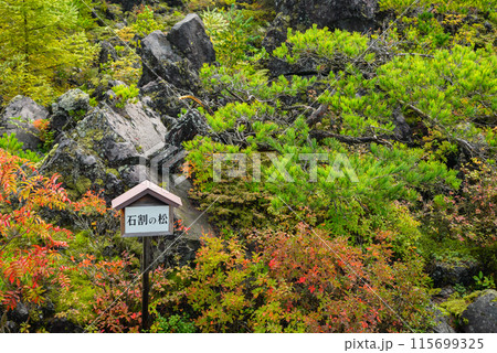 石割の松【秋の鬼押出し園】 石割の松【秋の鬼押出し園】 115699325