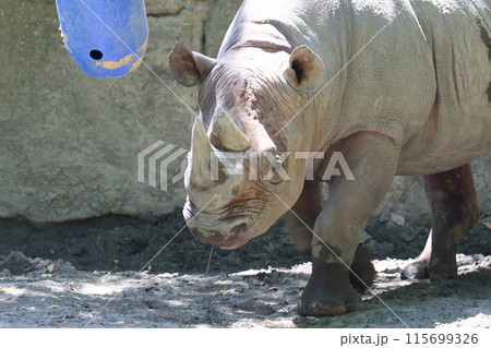 ヒガシクロサイ 絶滅危惧種 サイ 動物園 ヒガシクロサイ 絶滅危惧種 サイ 動物園 115699326