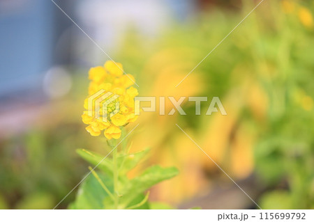 菜の花 115699792