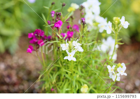 リナリアの花　ヒメキンギョソウ 115699793