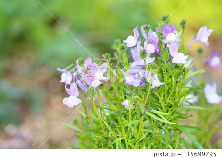 リナリアの花 ヒメキンギョソウ リナリアの花 ヒメキンギョソウ 115699795