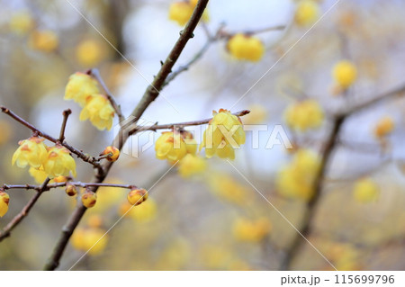 ロウバイの花 115699796