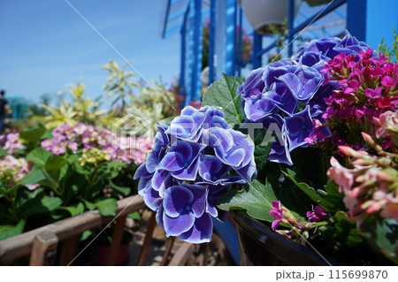Purple Hydrangea flower in the garden with blue sky background Purple Hydrangea flower in the garden with blue sky background 115699870