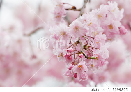 美しい八重桜とつぼみ 115699895