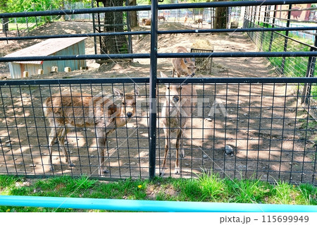 おびひろ動物園のエゾシカ おびひろ動物園のエゾシカ 115699949