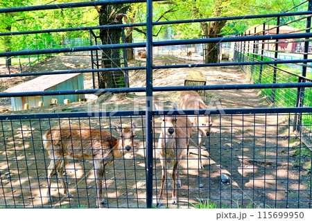 おびひろ動物園のエゾシカ おびひろ動物園のエゾシカ 115699950