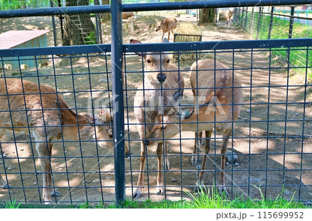 おびひろ動物園のエゾシカ 115699952