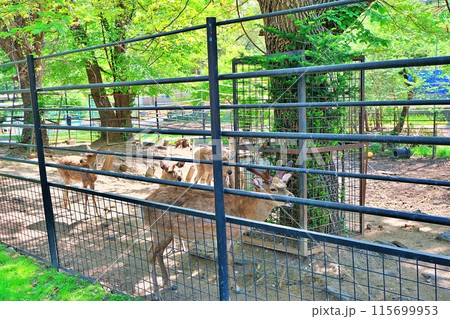 おびひろ動物園のエゾシカ 115699953