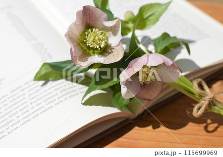 淡い紫色のクリスマスローズの花束と古書　　　　 115699969