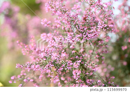 ジャノメエリカの花の写真素材 [115699970] - PIXTA