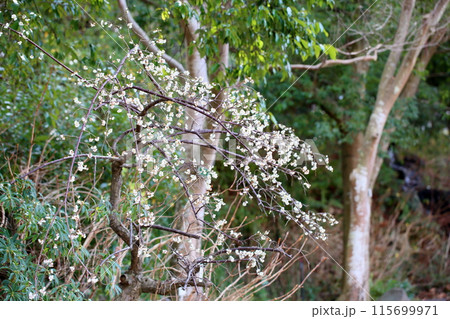梅の花　ギョクガクシダレ 115699971