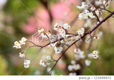 梅の花　ギョクガクシダレ 115699972